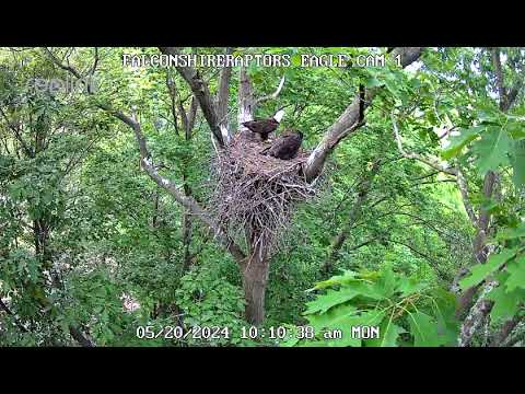 5/20/24 Parent eagle is there with remaining eaglet.