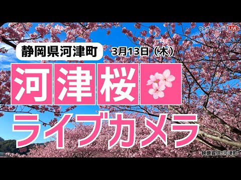 【桜ライブカメラ】河津桜／「静岡県河津町」ライブカメラより/Cherry Blossom Live Camera　 2025年3月13日(木)  #桜  #さくら #河津桜