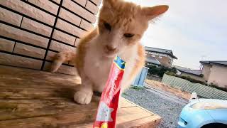 赤鼻👃🔴も治ってきました😽❗相変わらずペットボトル😸