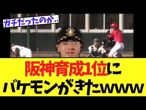 【朗報】阪神育成1位　大当たりの模様