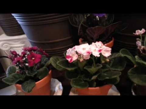 Variety of African Violets