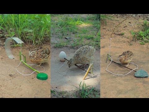 Really Creative DIY a lot of effective quail trapping technique