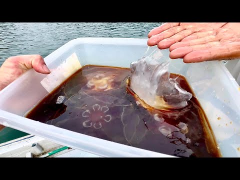 Pickling Living Jellyfish in Soy Sauce