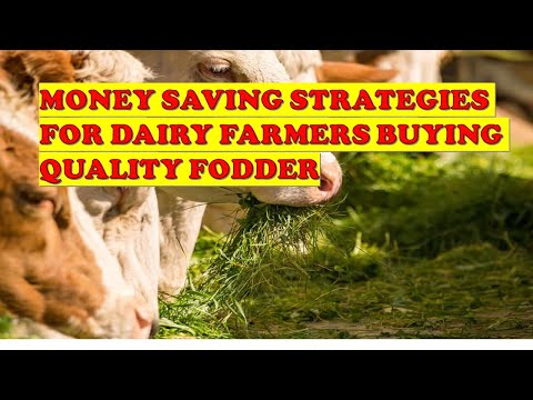 Money Saving Strategies for Dairy Farmers Buying Fodder