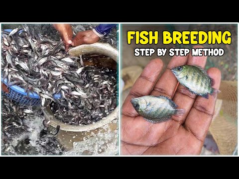 Pearl Spot Fish Breeding & Seedlings Preparation Method