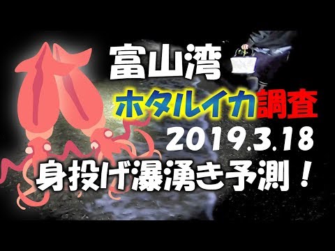 ホタルイカ2019.3.18調査。爆沸き身投げが近いと予測...