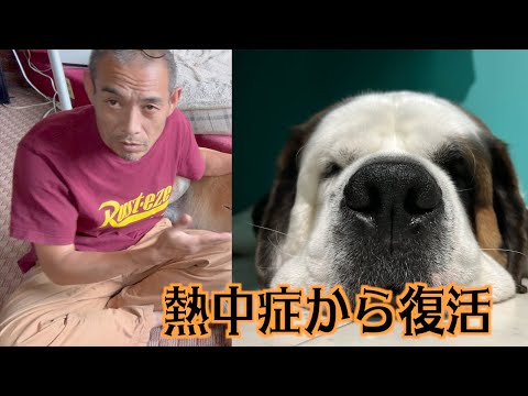 犬が熱中症になったら・・