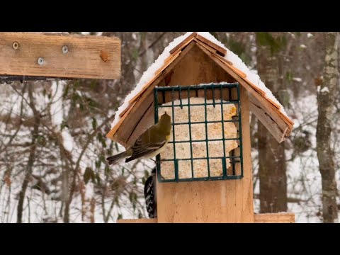 Snow day at the bird feeders in Georgia