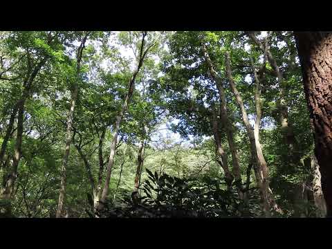 【ASMR】【BGM】Cicadas Singing in Summer inside Woods