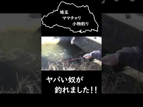 これが怪物 #埼玉ママチャリ小物釣り #鯉釣り #大物釣り  #釣り