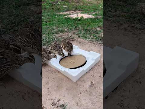 Creative amazing diy quail trap #shorts