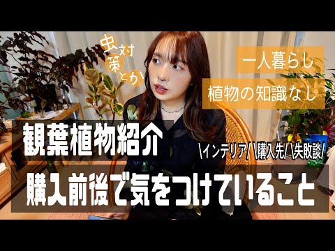 部屋を彩る観葉植物達の紹介🪴リアルな実際🌿購入前後で気をつけている事😮⚠️|観葉植物のある暮らし|インテリアグリーン