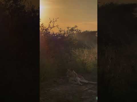 AN EVENING AT NAIROBI NATIONAL PARK.