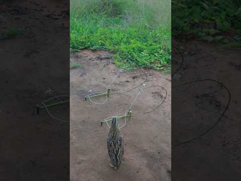 Amazing Technique DIY Create Quail Trapping Method #ytshorts #shortvideo