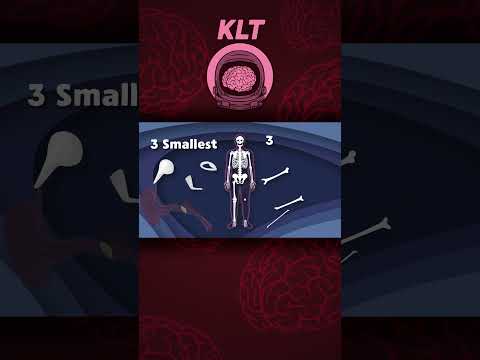 The Smallest & Largest Bones In The Body! | KLT Anatomy #shorts