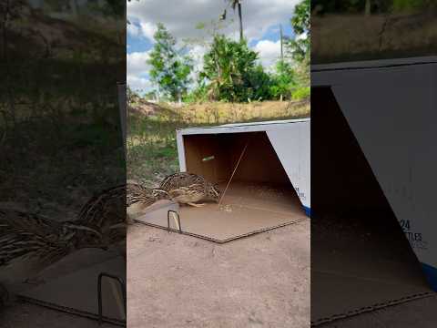 DIY Creative - Making Easy Quail Trap Using Cardboard Box #shorts