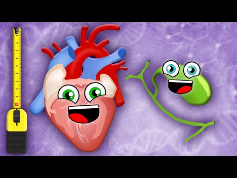 Smallest To Largest Systems In Your Body! | Human Body Songs For Kids | KLT Anatomy