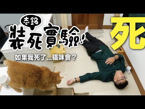 【黃阿瑪的後宮生活】志銘裝死實驗！如果我死了...貓咪會？