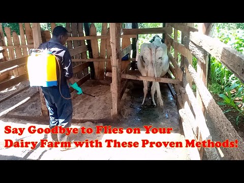 How to control Flies on Dairy cows in a dairy farm.