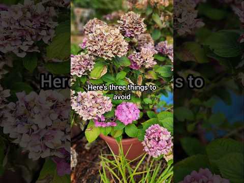 Don't Make These Winter Prep Mistakes With Hydrangeas