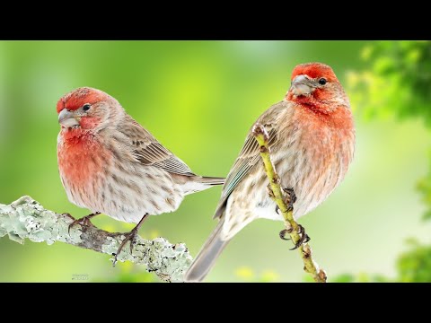 The Incredible Sound of HOUSE FINCH Will Surprise You – Listen Now!