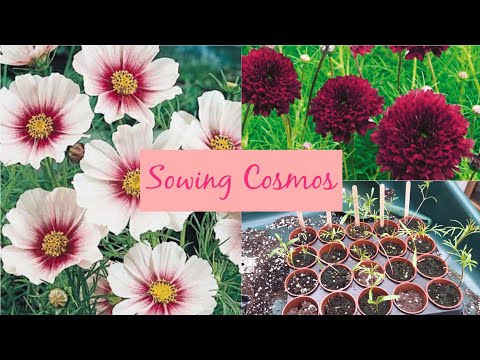 Sowing 5 Varieties of Cosmos 💗 (Rose BonBon, Cranberries, Popsocks, Cupcake Blush, Daydream)