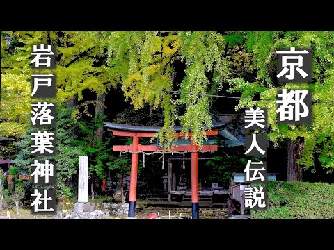 Autumn Leaves in Kyoto/Iwato-Ochiba Shrine's Large Ginkgo/Home of the Tale of Genji/Beauty Legend