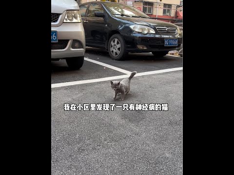 没有其他问题就是神经受损了应该是猫瘟后遗症，暂时不能接触其他猫所以只能放在地下室隔离一段时间。神经问题的治疗费用是个无底洞就暂时搁置了。先带回来养养吧。