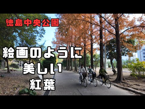 絵画のように美しい銀杏とメタセコイアの紅葉/徳島中央公園