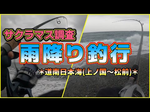 【サクラマス調査2023】道南日本海：雨の中シンプルに釣りを楽しんだ回！＜釣りド素人待望の今年初HIT＞(注:サクラマスは釣れていません)