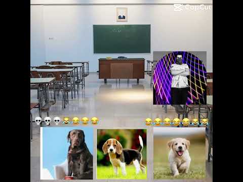 When a human  teaches at a dog school #meme