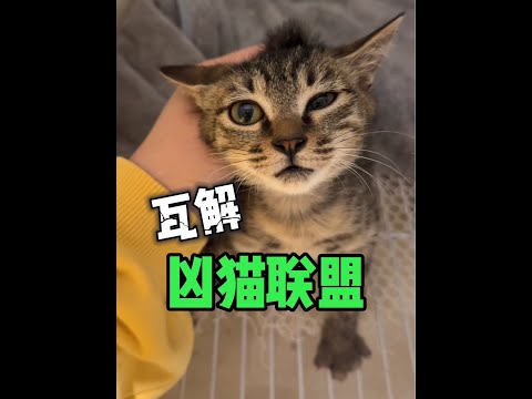 没某驯不服的凶猫，只有不够狡猾的两脚兽