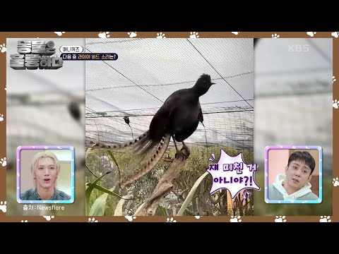 [애니퀴즈] 다양한 소리를 똑같이 복사하는 라이어 버드 [동물은 훌륭하다] | KBS 250310 방송