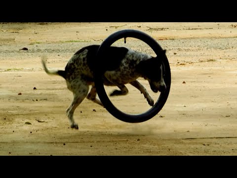 Wow !! Motor Tire Prank Vs 2 Sleeping Dogs - Very Funny.