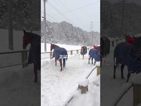 可愛いが爆発中 #朝の挨拶 #馬界のルール #順番に挨拶 #horse