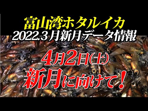 【ホタルイカ情報】2022.3月の新月前後の身投げ情報と4月の新月に向けて！