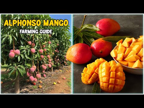 Alphonso Mango farming - Complete Guide