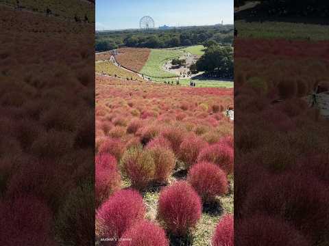 国営ひたち海浜公園のコキア #shorts