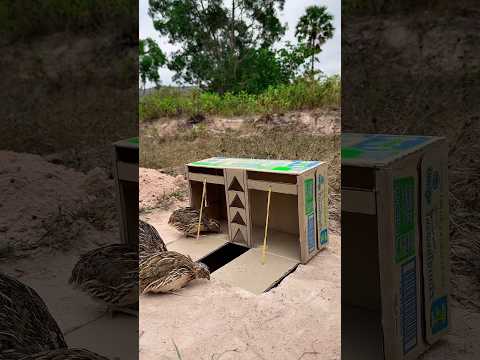 New method diy quail trap #shorts