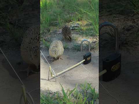 Technique Creative Quail Trap With Wood #shortvideo #animaltrap #techniqueuniquetrap