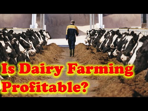 Is dairy farming profitable?