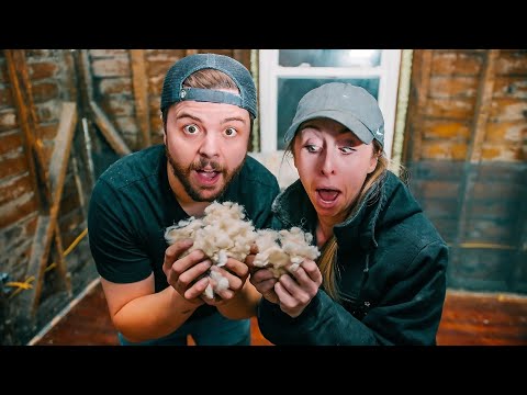 What is the best type of insulation?  |  You'll never believe what we used!