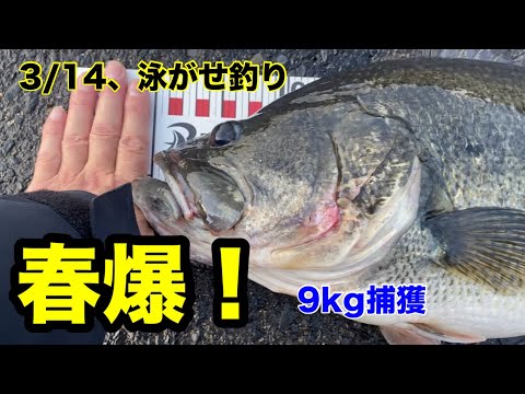 2024年3/14【春爆】#バス釣り #バスフィッシング #琵琶湖 #琵琶湖バス釣り #泳がせ釣り #ロクマル