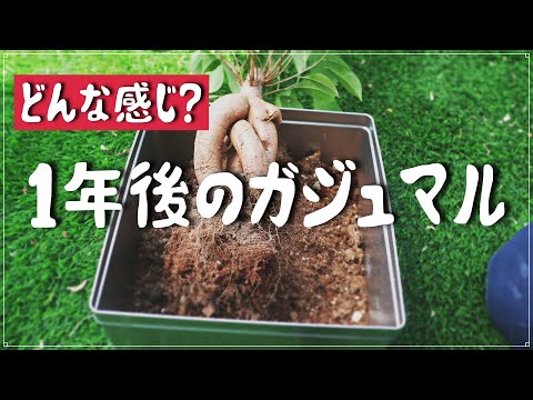 意外と簡単！？ガジュマルの植替えと剪定にチャレンジしてみました！Surprisingly easy !? I tried to replant  the banyan tree!