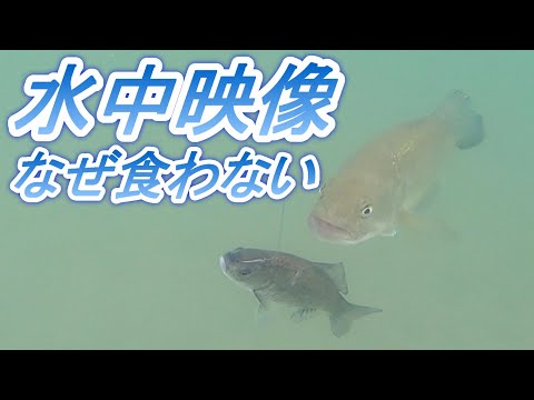 水中映像】ブラックバス,スポーニング後は活性が下がる！