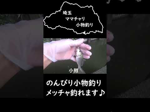 用水路でのんびり小物釣り #埼玉ママチャリ小物釣り #小物釣り #大物釣り  #釣り #タモロコ釣り