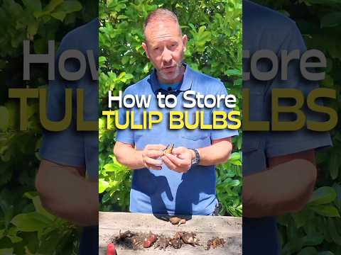 How to Store Your Tulip Bulbs (and Why You Should) #shorts