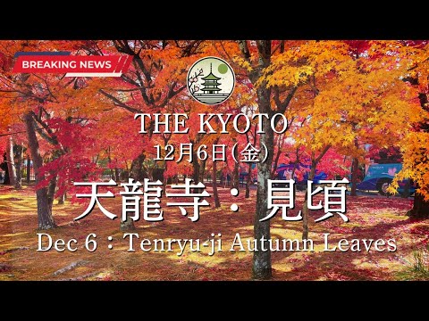 December 6th (Friday) The fall foliage situation at Tenryuji in Arashiyama!