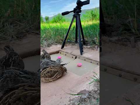 Best And Easy With Quail Trap - Amazing Quail Trap #shorts