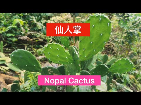 仙人掌的功效和作用。Nopales cactus Benefit.#shortsvideo